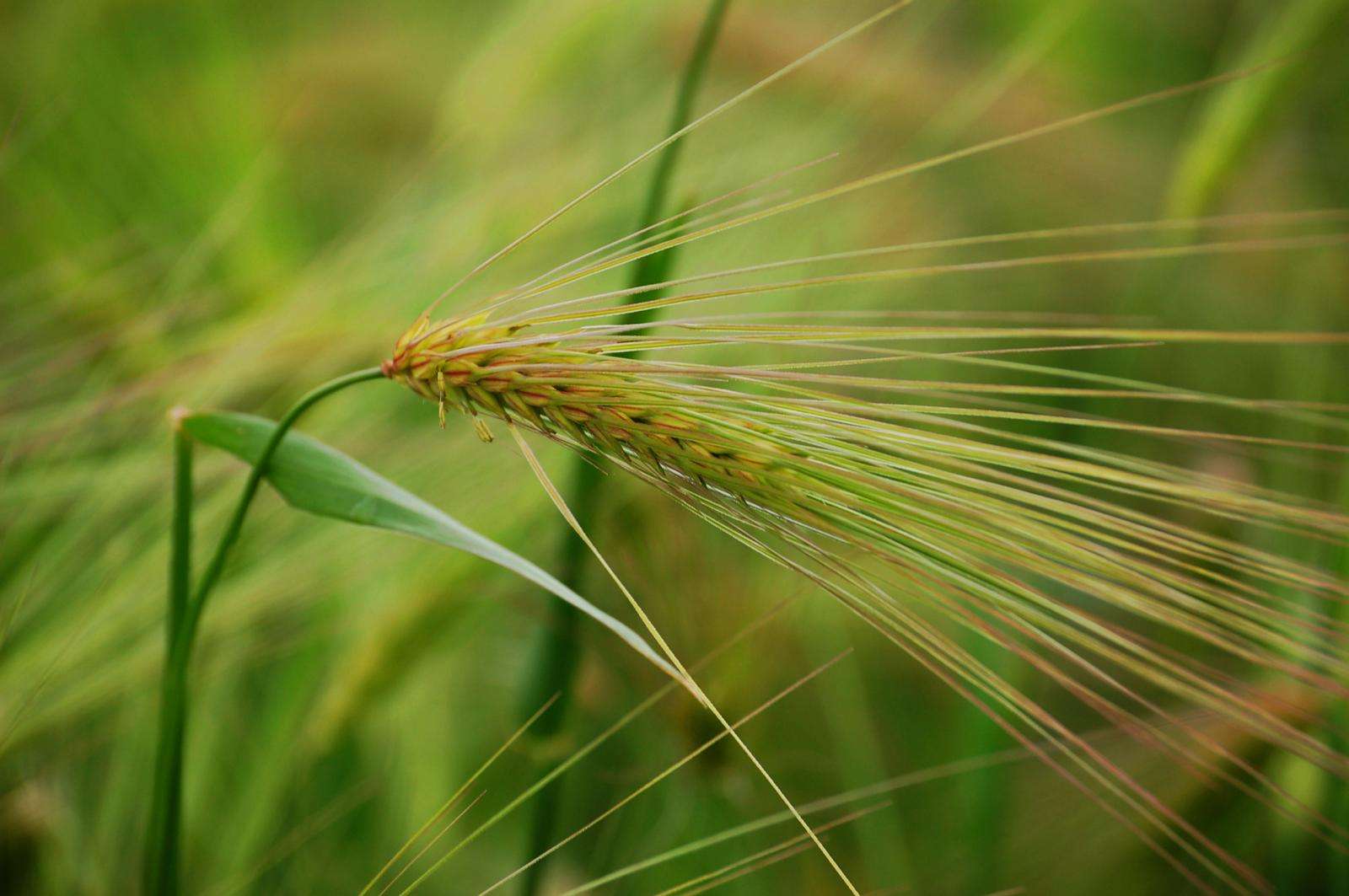 青稞小麦以及大米哪个的营养价值要高一些