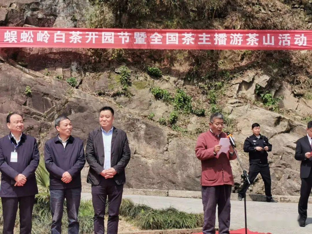 春游江淮请你来品味歙县61自在乡村蜈蚣岭母树白茶开