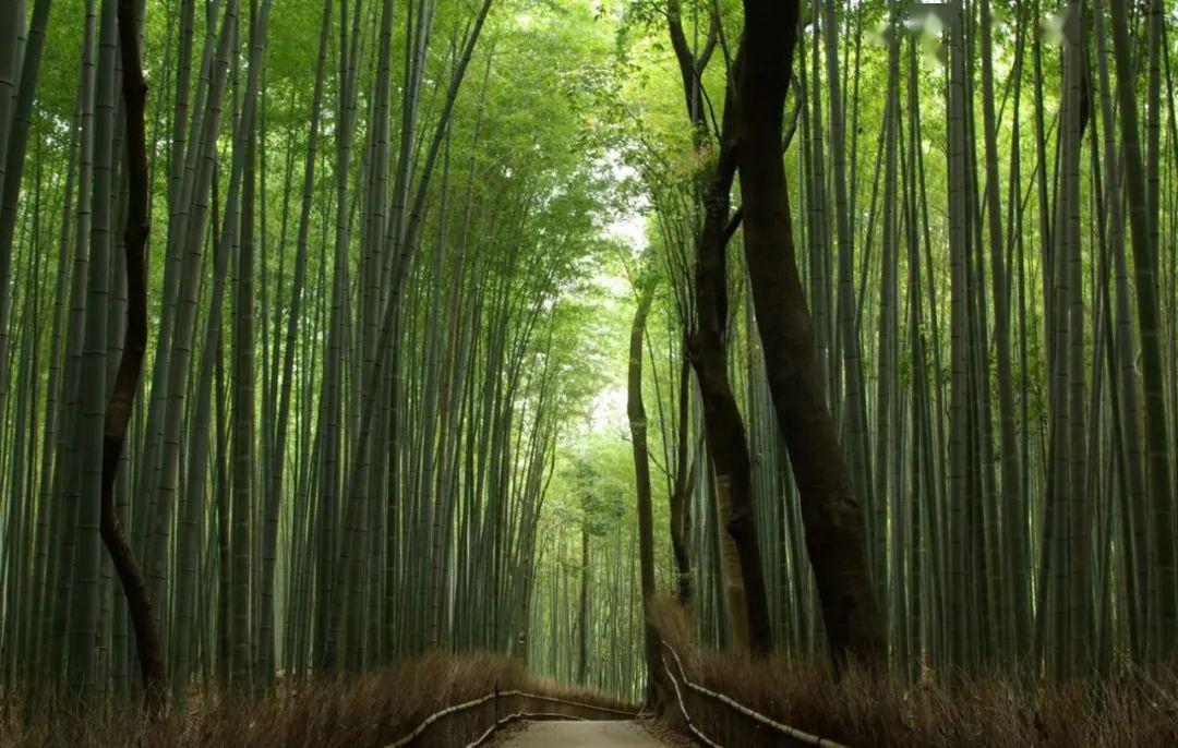 竹林浴 | 一起享受大自然的疗愈_森林
