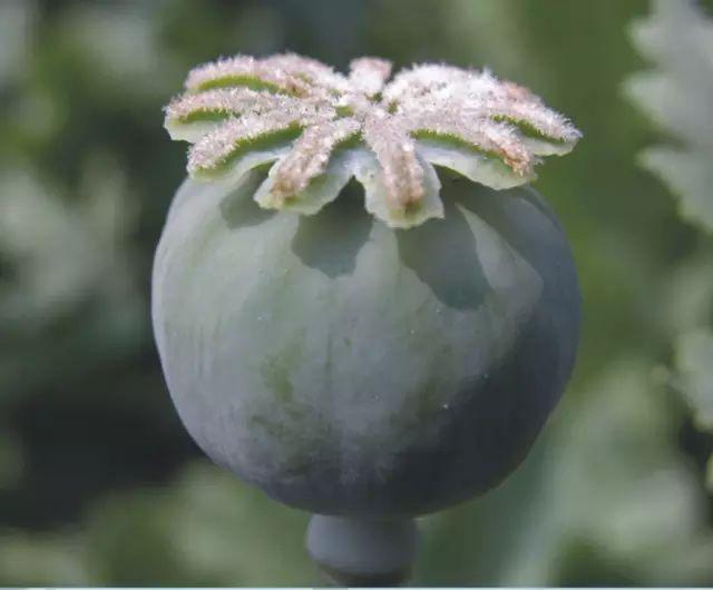 涡阳人| 不是所有的花都能随便种!_罂粟