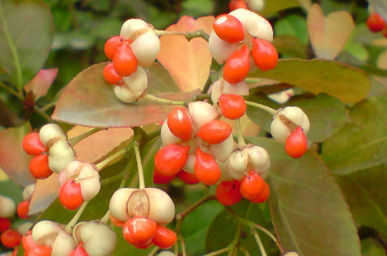 雙性花兩性花和單性花區別