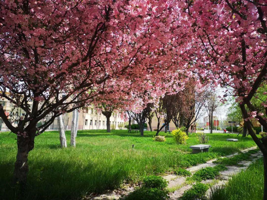 校园春景今天我把东职的春天寄给你