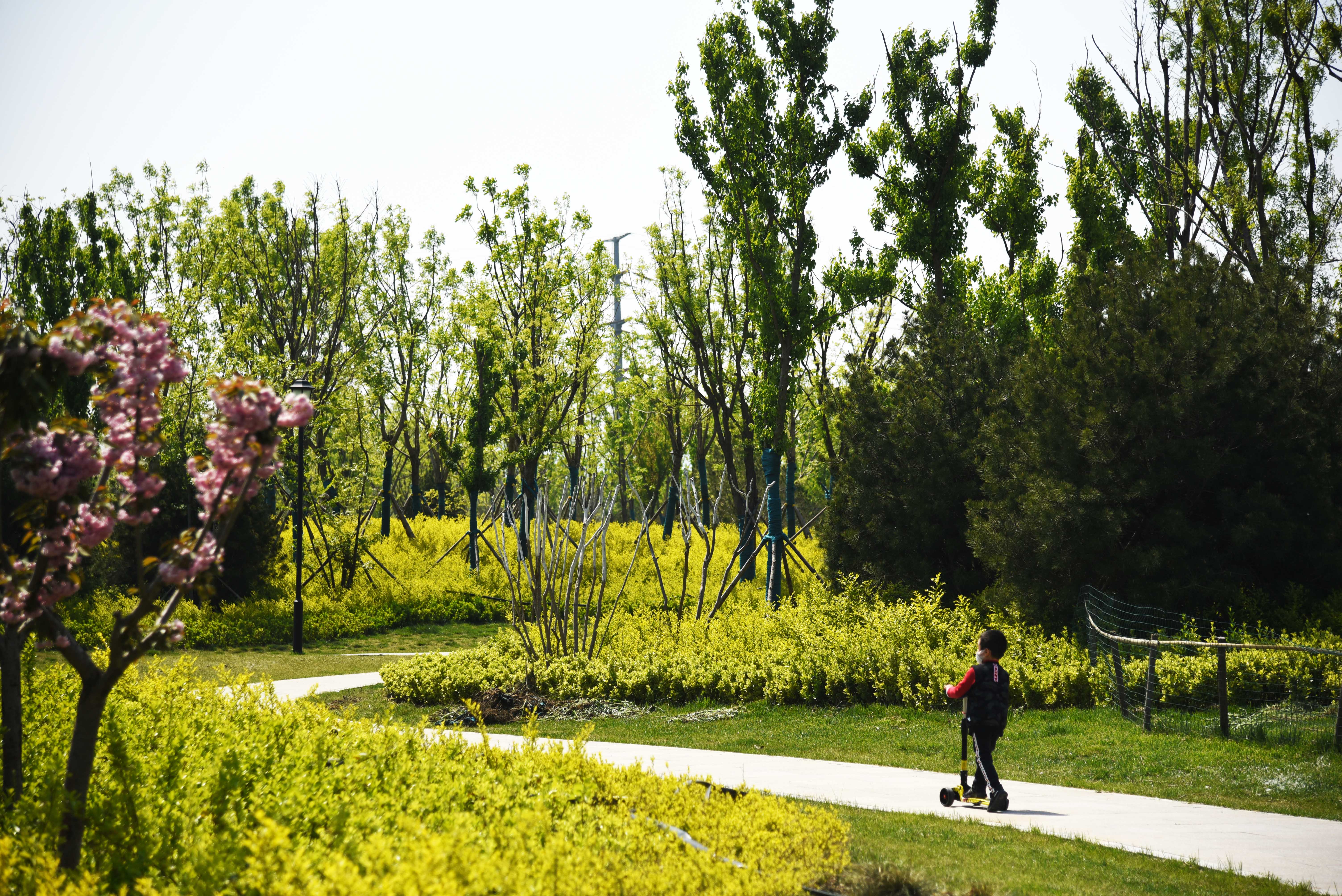 济南:华山湿地春吹绿