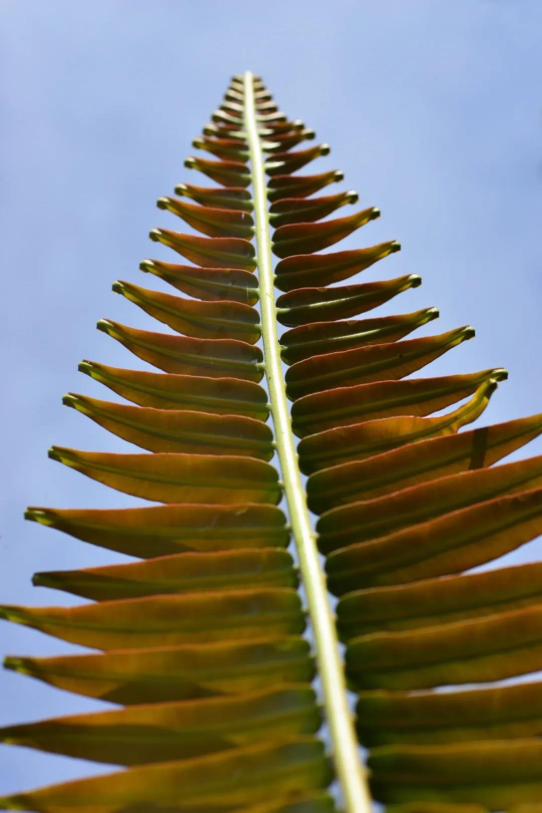 万物共生的桃花源:揭秘云南勐海的多彩风貌 | 荐展no.78_植物