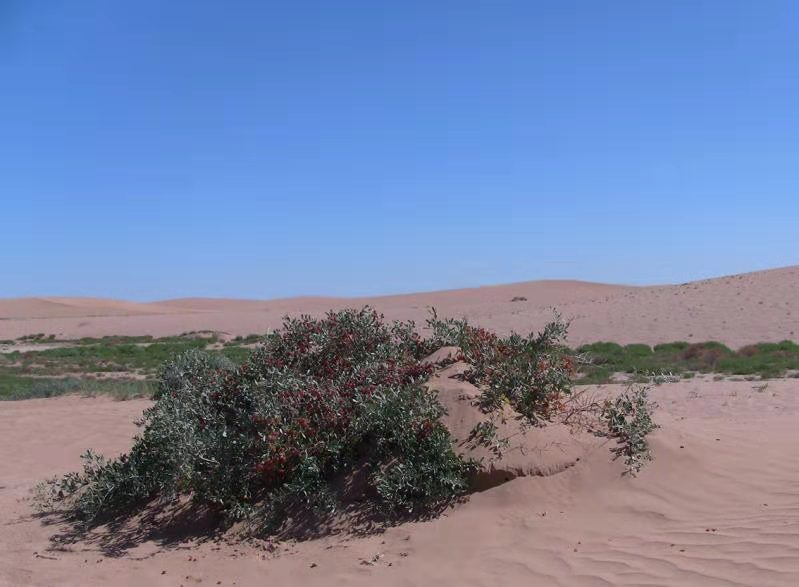 西北沙漠瑰寶 白刺果沙漠茶