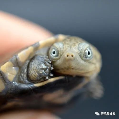 乌龟搬到新环境后你这样处理才比稳妥