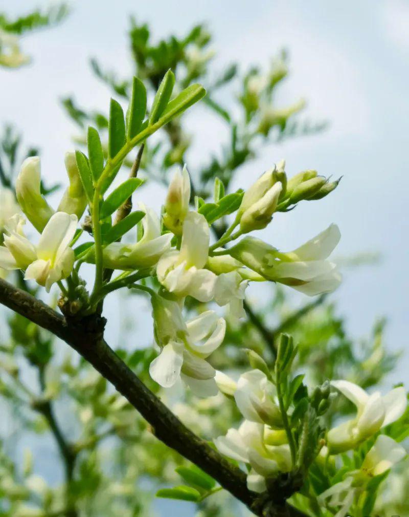 春之味sophora davidii★ 春菜之"苦刺花" ★no.3也提供着清新山味.
