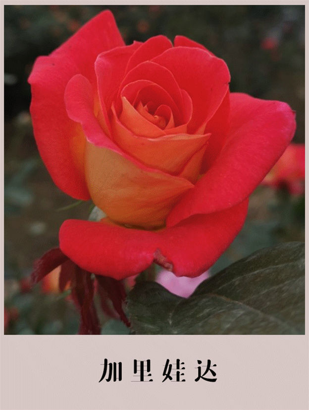 接下来两个多月,南通·月季花海想见你!