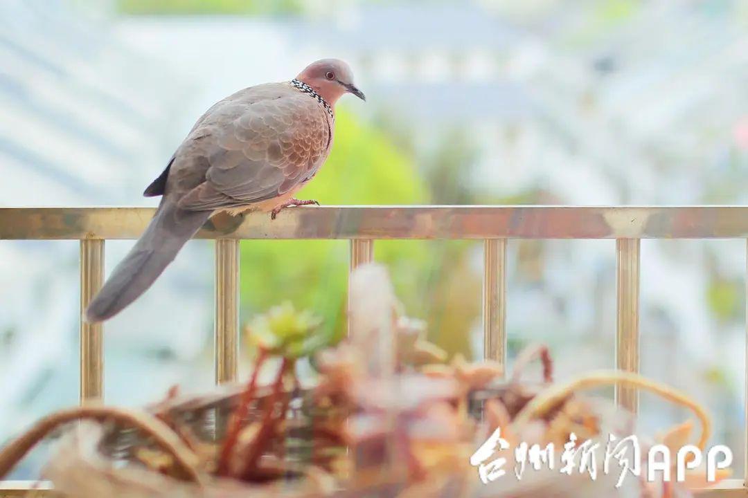 在湖北呆了倆月!男子回臺州打開家門後,又驚又喜!_斑鳩