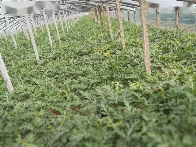 佳和南王店西瓜热卖模式开启