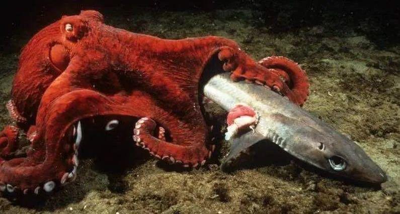 十大毒王章鱼图片