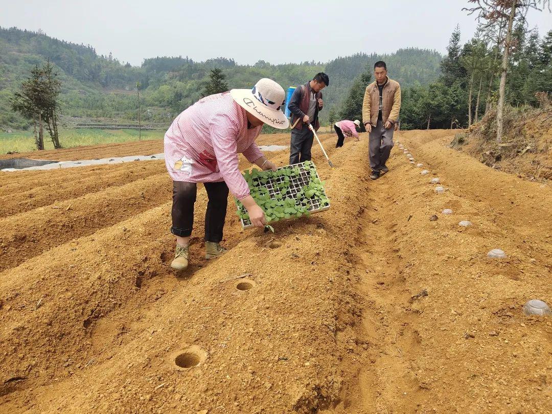 雨樟镇:烟苗吐新绿 烤烟备栽忙_种植