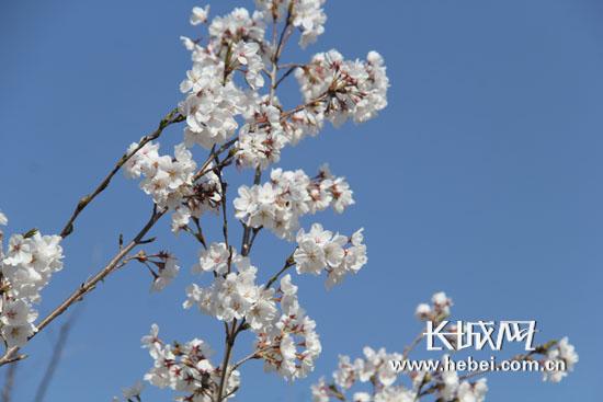 廊坊大厂回族自治县潮白河畔樱花舞