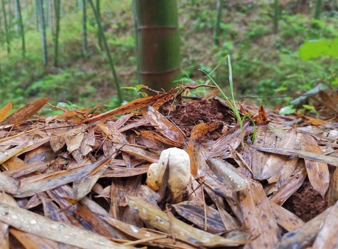 龙游竹林间300多亩灵芝长势喜人
