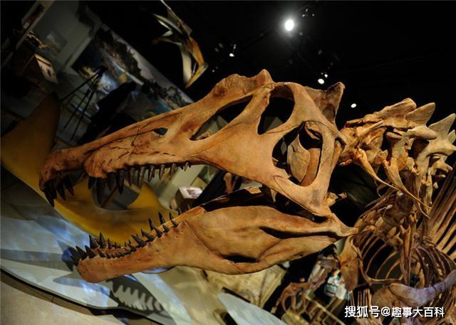 恐龙头骨化石上科学家发现子弹孔到底是谁留下的