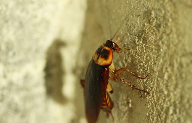 蟑螂一般喜欢躲在什么地方