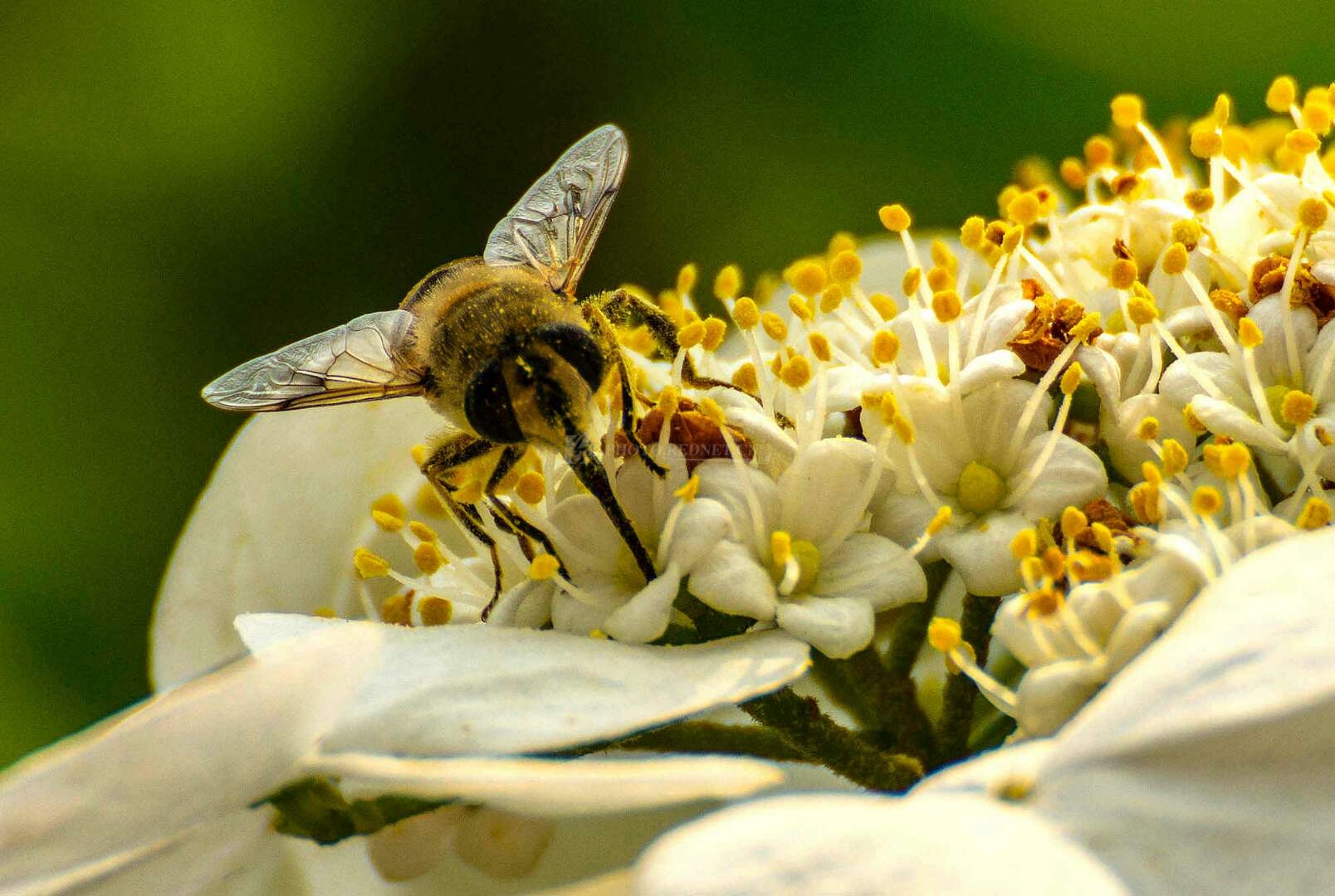近距离偷拍贪吃小蜜蜂浑身沾满花粉飞不动了
