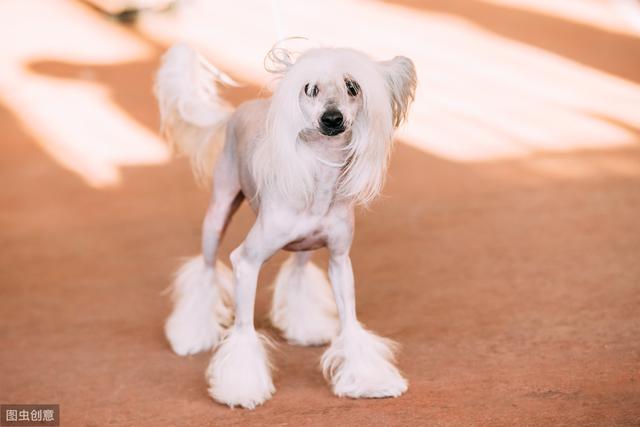 原产于中国的小型玩赏犬,因为头顶有冠毛,很像清朝官员的帽子所以得名