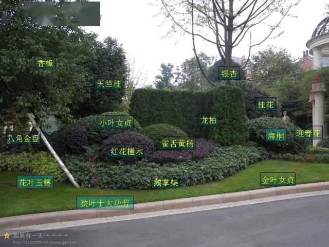 植物配置实景赏析植物备注名称参考