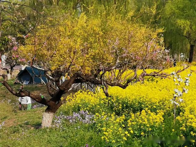 京城梨园油菜花芳香四溢,花开正当时