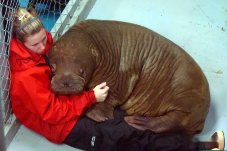 动物和人类之间的温暖和谐画面让人感动