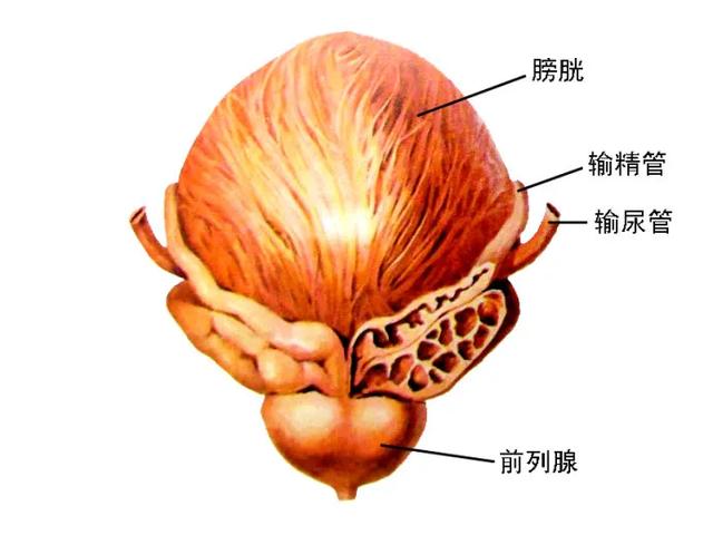 男性膀胱长什么样图片