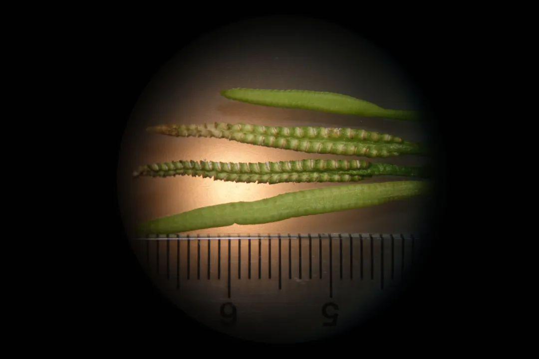 三亿年前活化石瓶尔小草,惊现市区草坪_孢子囊