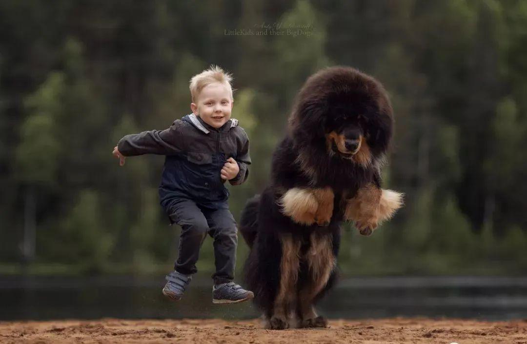 据说藏獒凶猛没人敢靠近,没想到它在这个小男孩面前却.