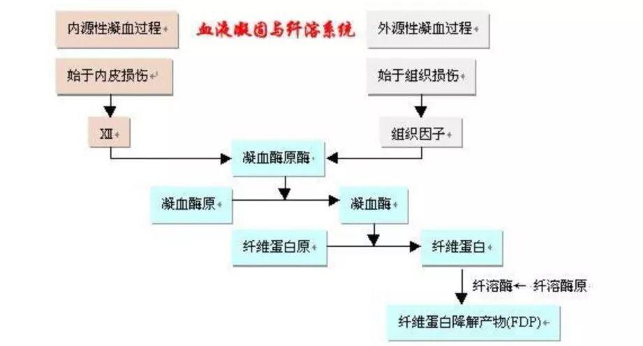 凝血功能差是什么原因图片