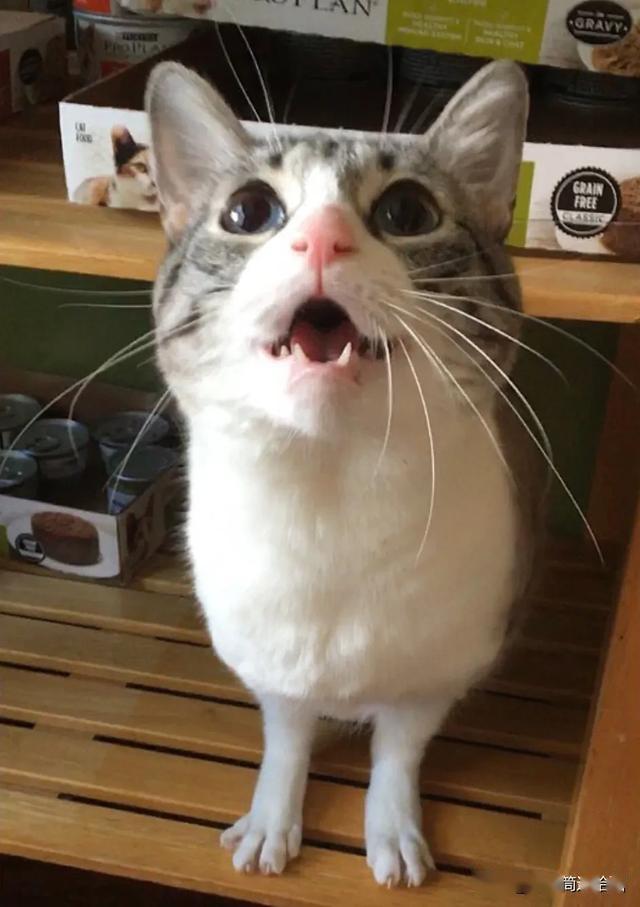 只有两条腿的猫不要同情我我站起来跑得超快