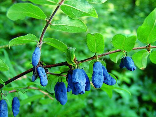 一种特殊的蓝果子叫蓝靛果样子像极了蓝莓味道酸甜更好养