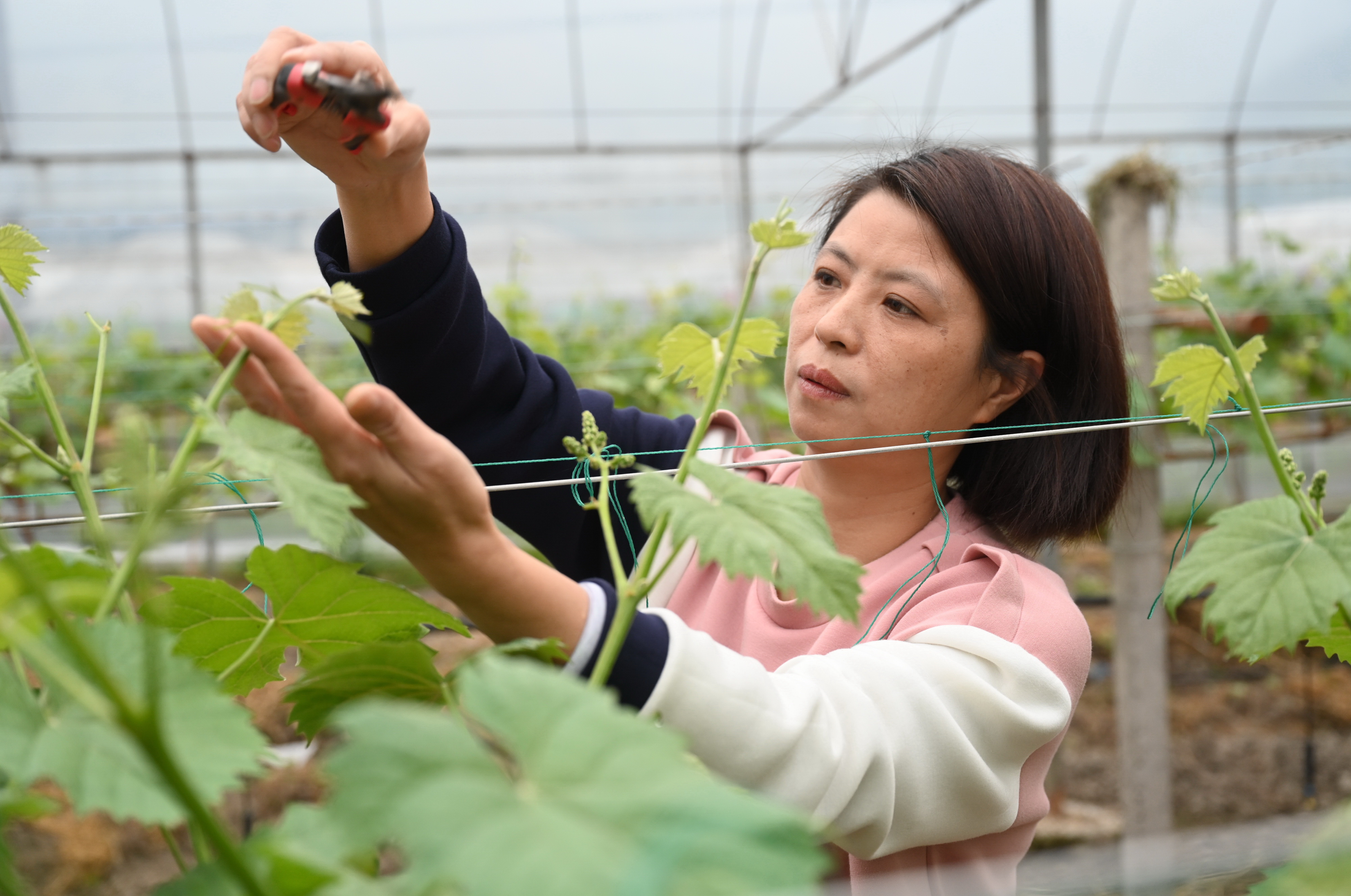 新華社照片,福州,2020年4月13日返鄉創業 共同致富4月11日,毛富枝在