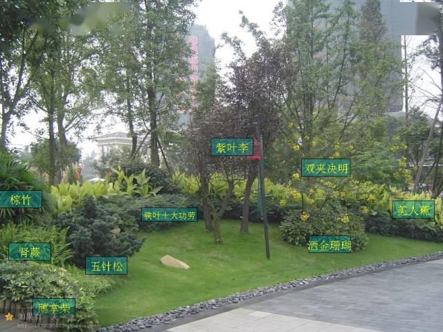 植物配置实景赏析&植物备注名称参考
