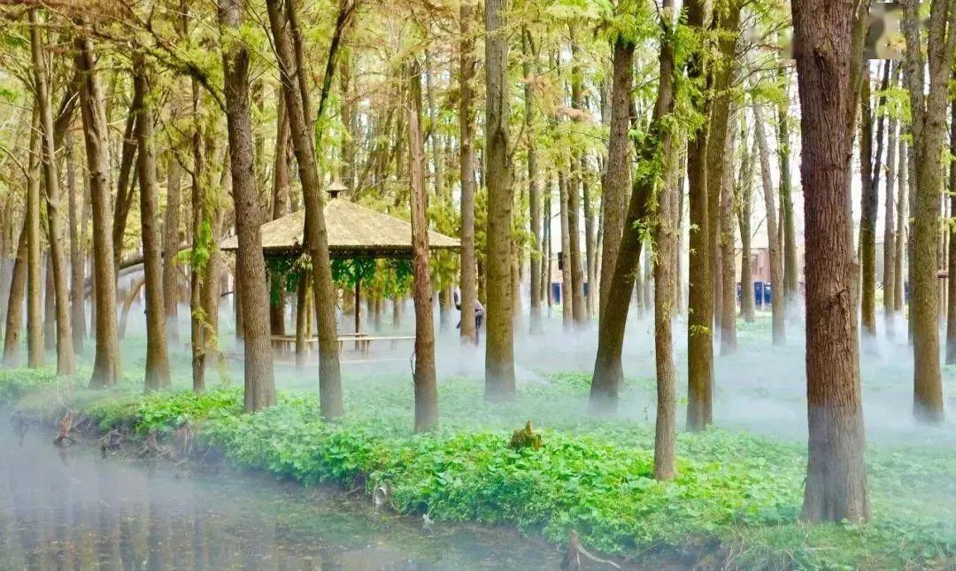 李中水上森林公园纯玩一日游