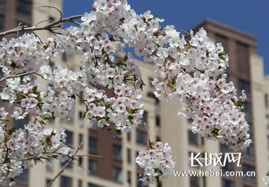 廊坊大厂回族自治县潮白河畔樱花舞