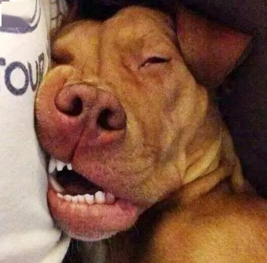 狗狗为什么总是在睡觉呢?5个原因,主人千万别忽视了!