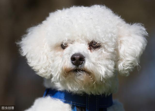 比熊犬臉上總是有淚痕髒兮兮的難看死了有什麼辦法除乾淨