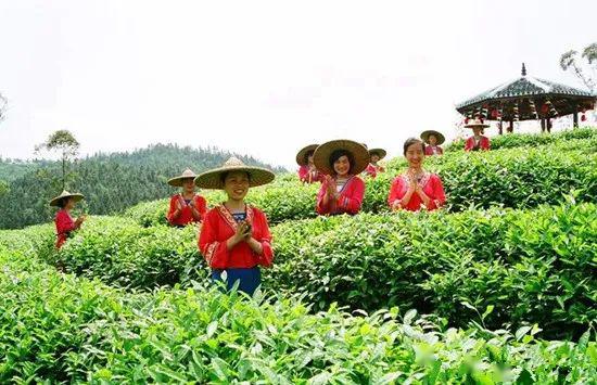 超值抢购199元抢一大一小桂林刘三姐茶园门票采茶炒茶学茶吃茶还有多