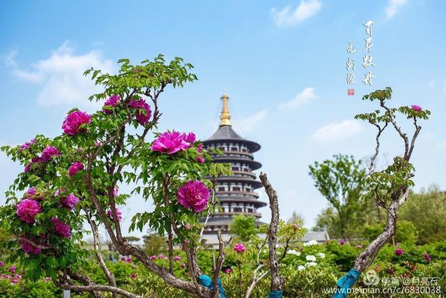 洛阳皇家园林九洲池百年牡丹花王盛开