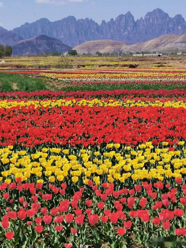 易州之春狼牙山万亩花海实景实拍田园美