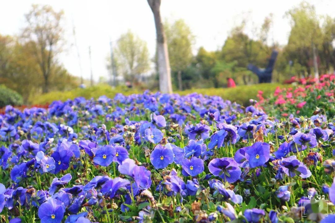 在讨论哪里会是观赏三色堇的最佳之地时我们的摄影组说,那一定要去