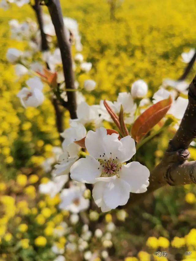 京城梨园油菜花芳香四溢,花开正当时