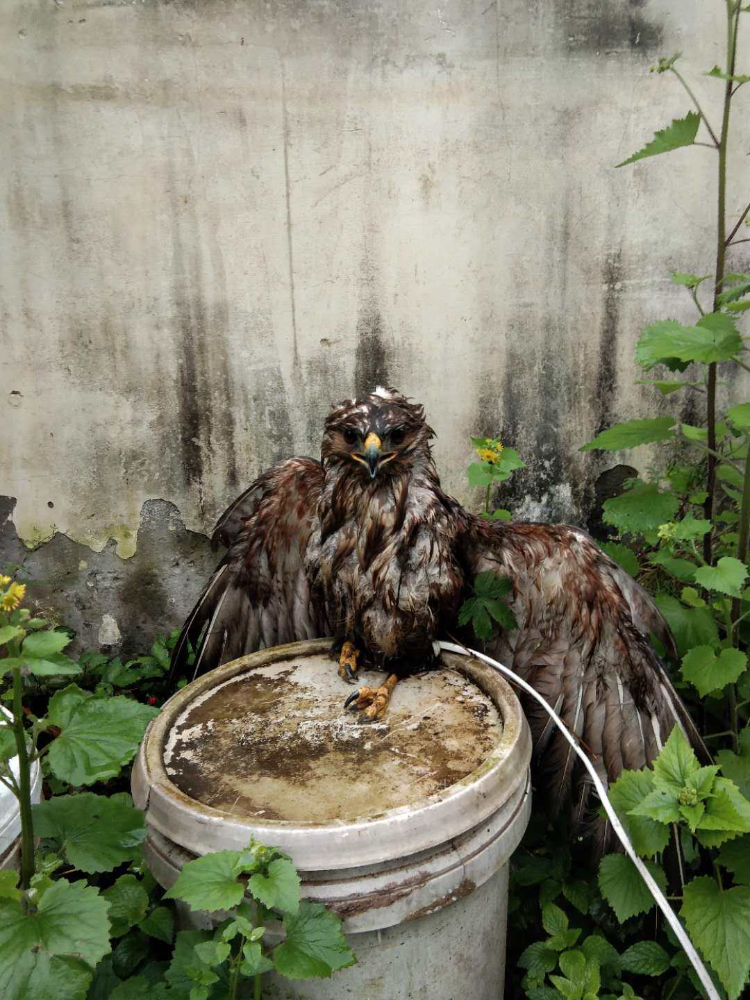 经确认,该鸟是国家二级保护动物鸮,又称岩鹰. 来源:搜狐网