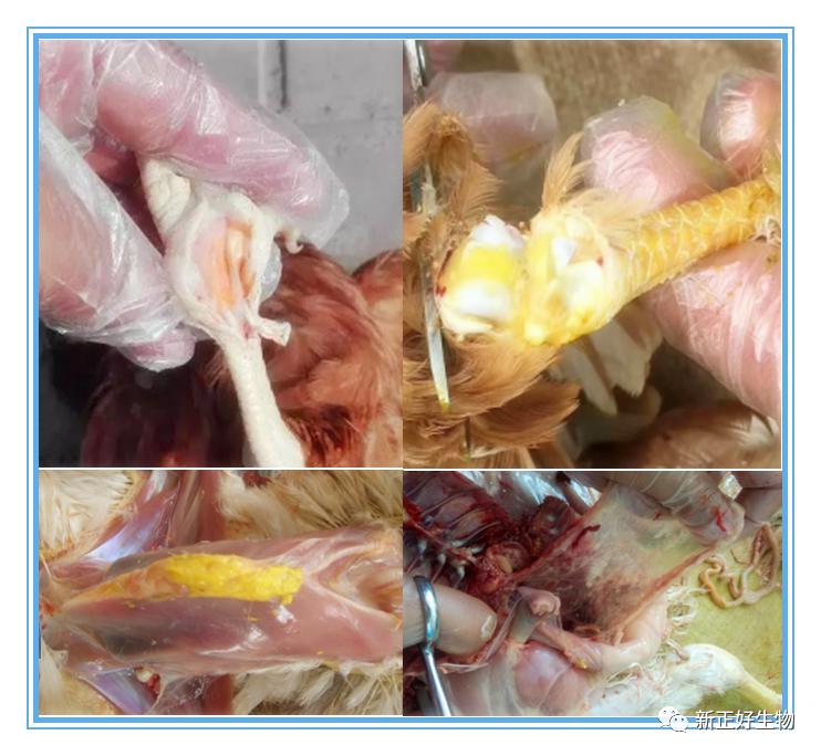 爪垫,关节腔有乳酪色,黄白,灰白色脓性分泌物,胸囊肿.