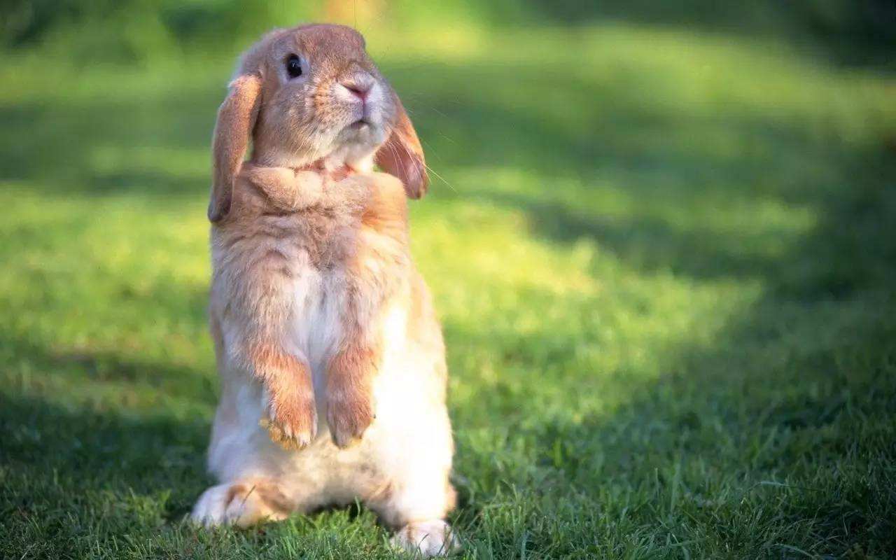 澳大利亚兔子有多大图片