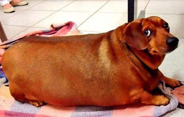 我的狗狗怎么会趴蹄了呢