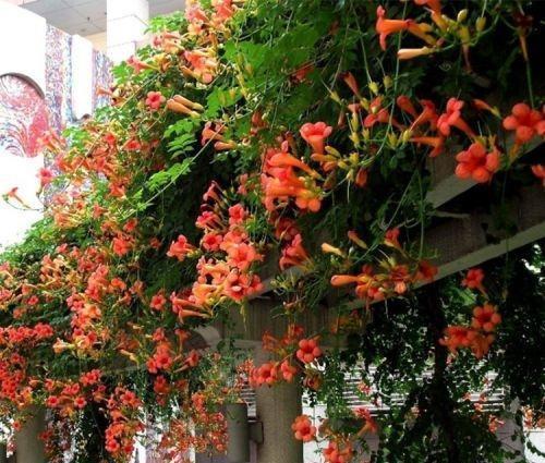 爬山虎拔了吧,此花一年能开170天,现在种一棵,夏天正好驱蚊虫_凌霄志