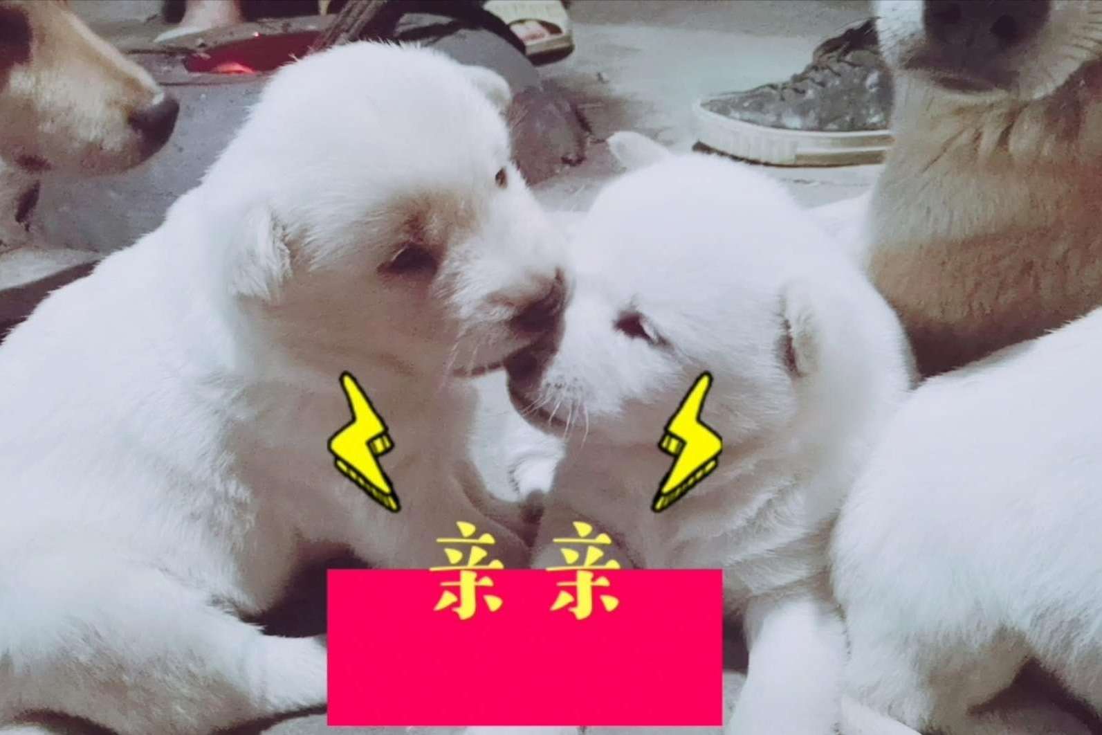 性格各不相同的狗崽崽们第一次出窝表现太不一样了啊哈啊哈