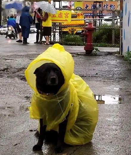 校犬陪老師站崗,裝扮萌翻啦