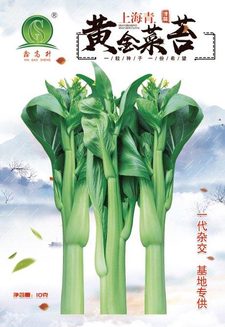 上海青黄金菜苔种子高产抗病菜心品种